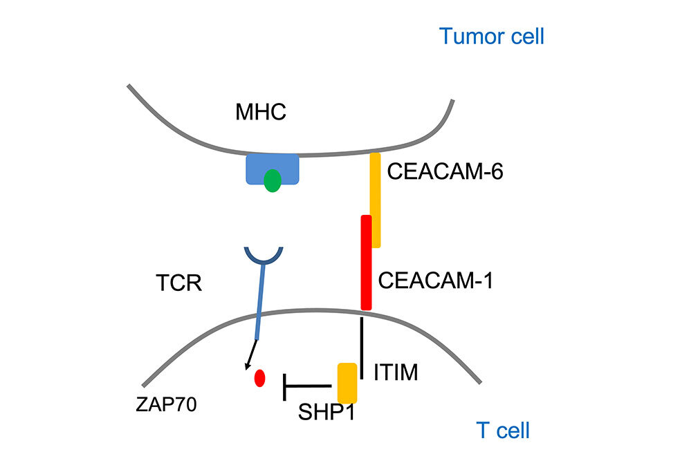 Interventional Immunology - Leibniz Institute for Immunotherapy